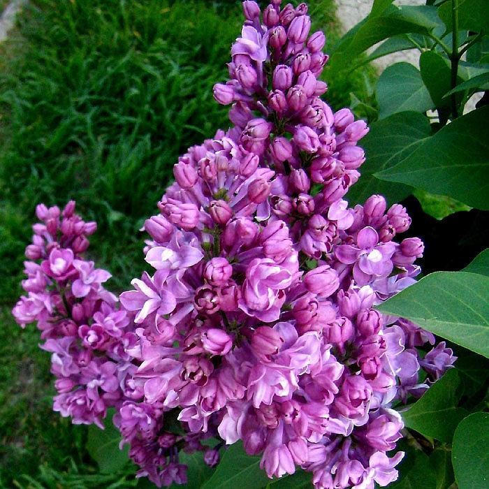 Сирень обыкновенная Мишель Бухнер